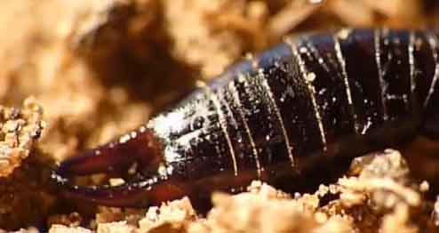 Earwigs