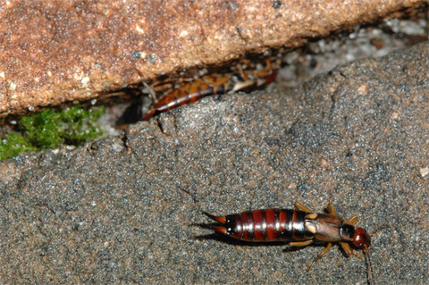 Earwigs