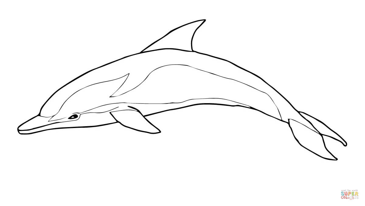 Striped dolphin coloring page free printable coloring pages