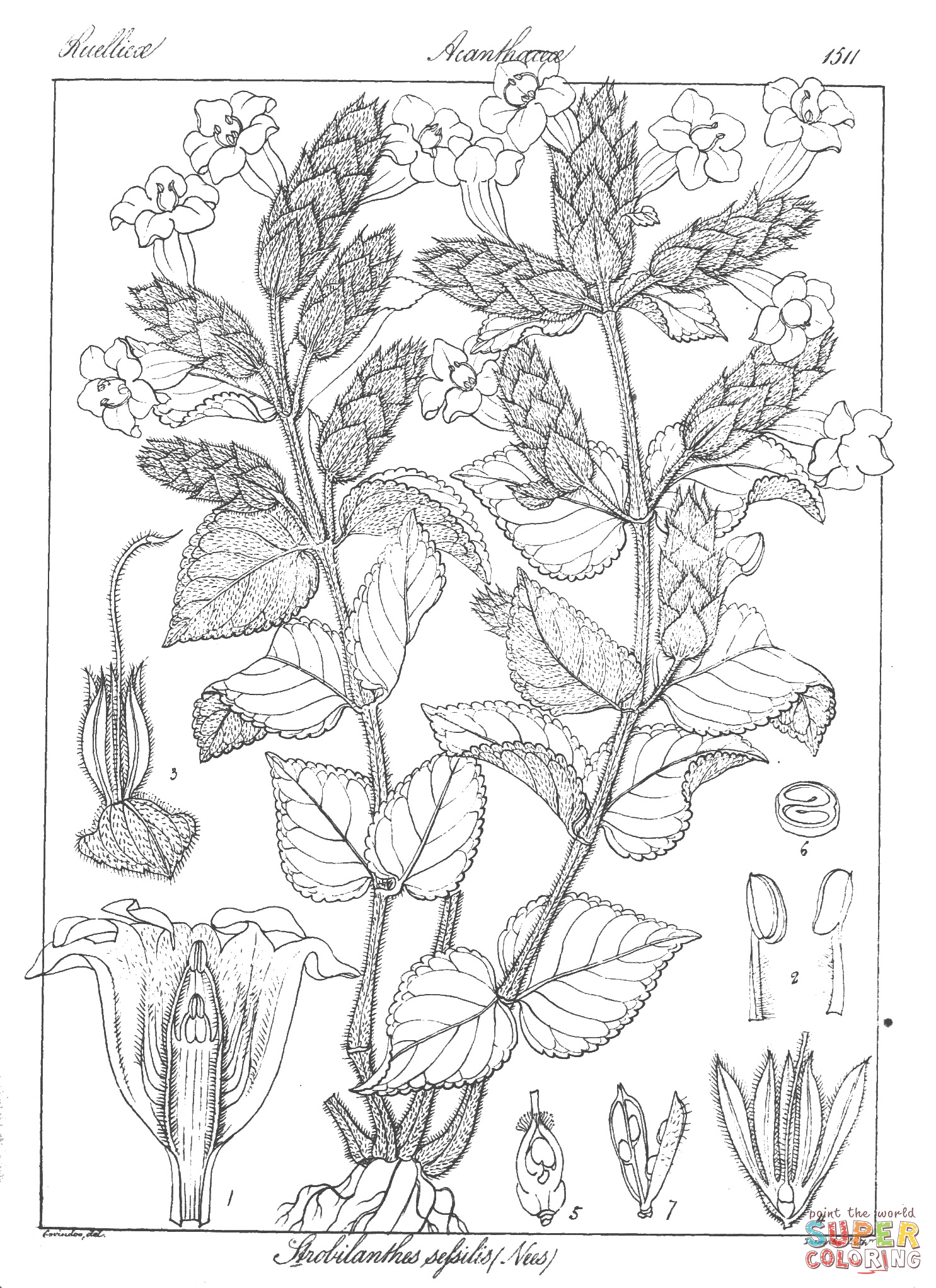 Strobilanthes sessilis coloring page free printable coloring pages