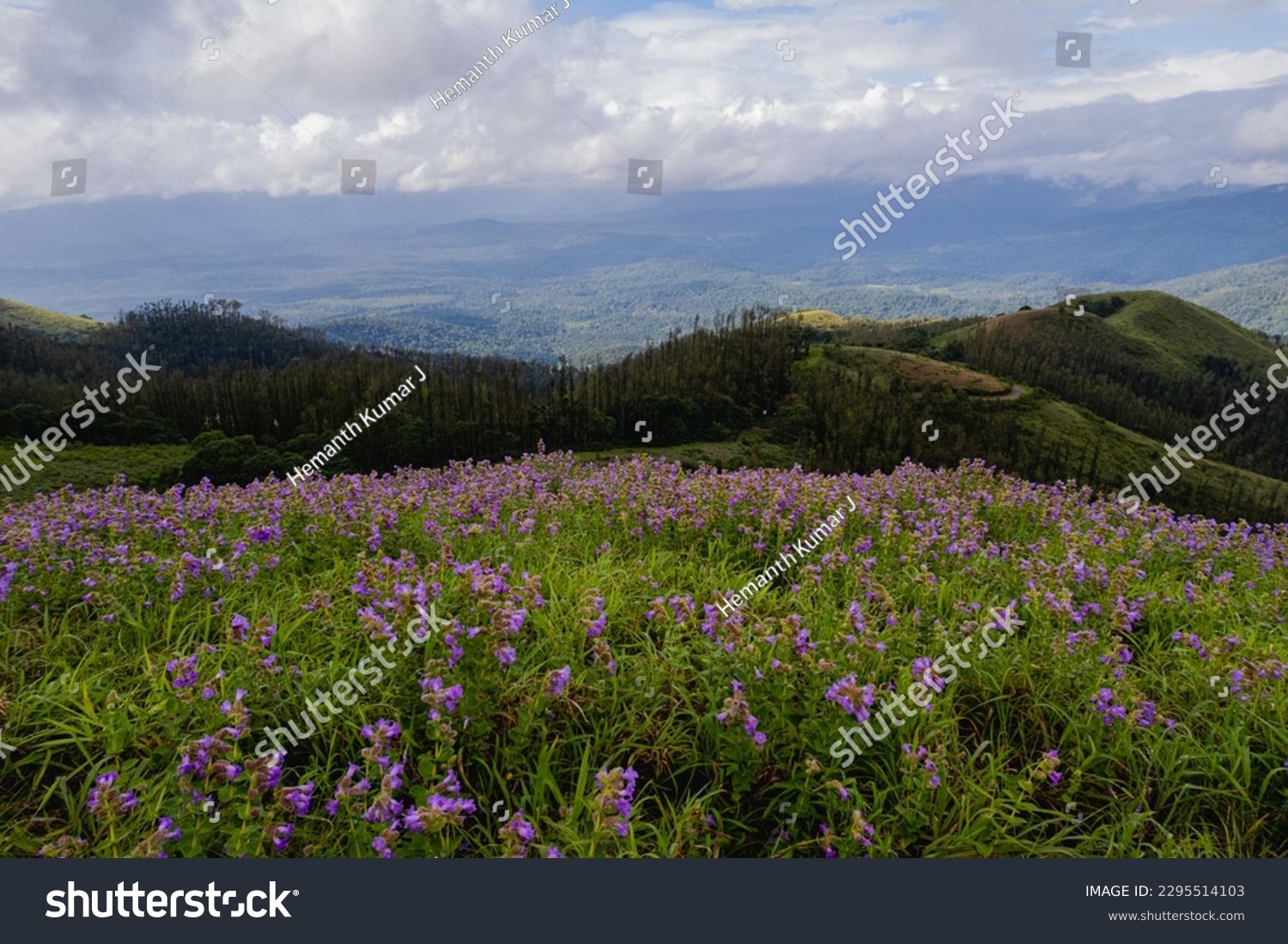 Neelakurinji strobilanthes sessilis the neelakurinji flowers stock photo