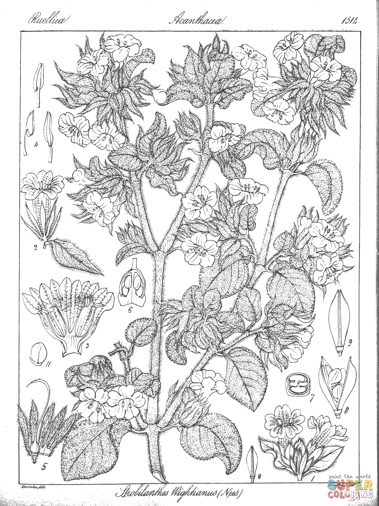 Strobilanthes wightianus coloring page free printable coloring pages