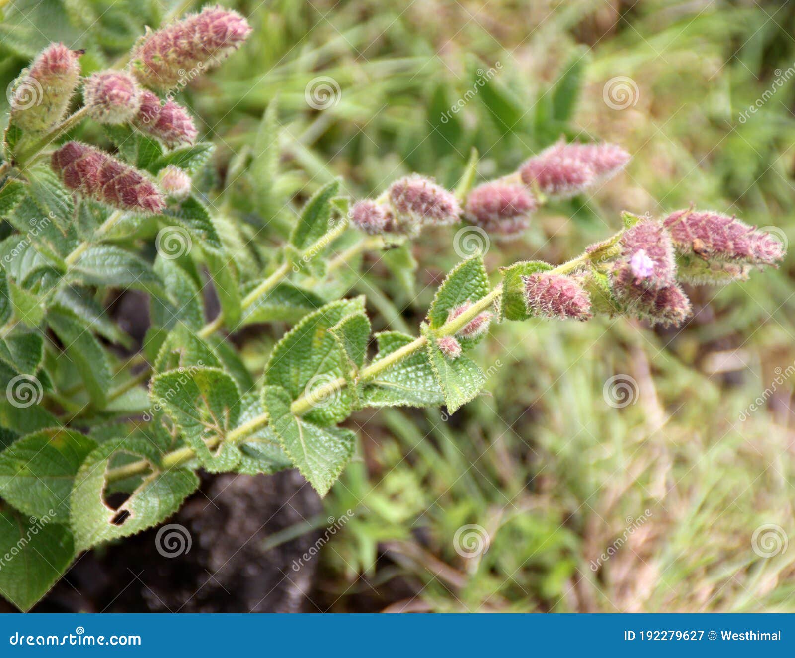 Strobilanthes stock photos