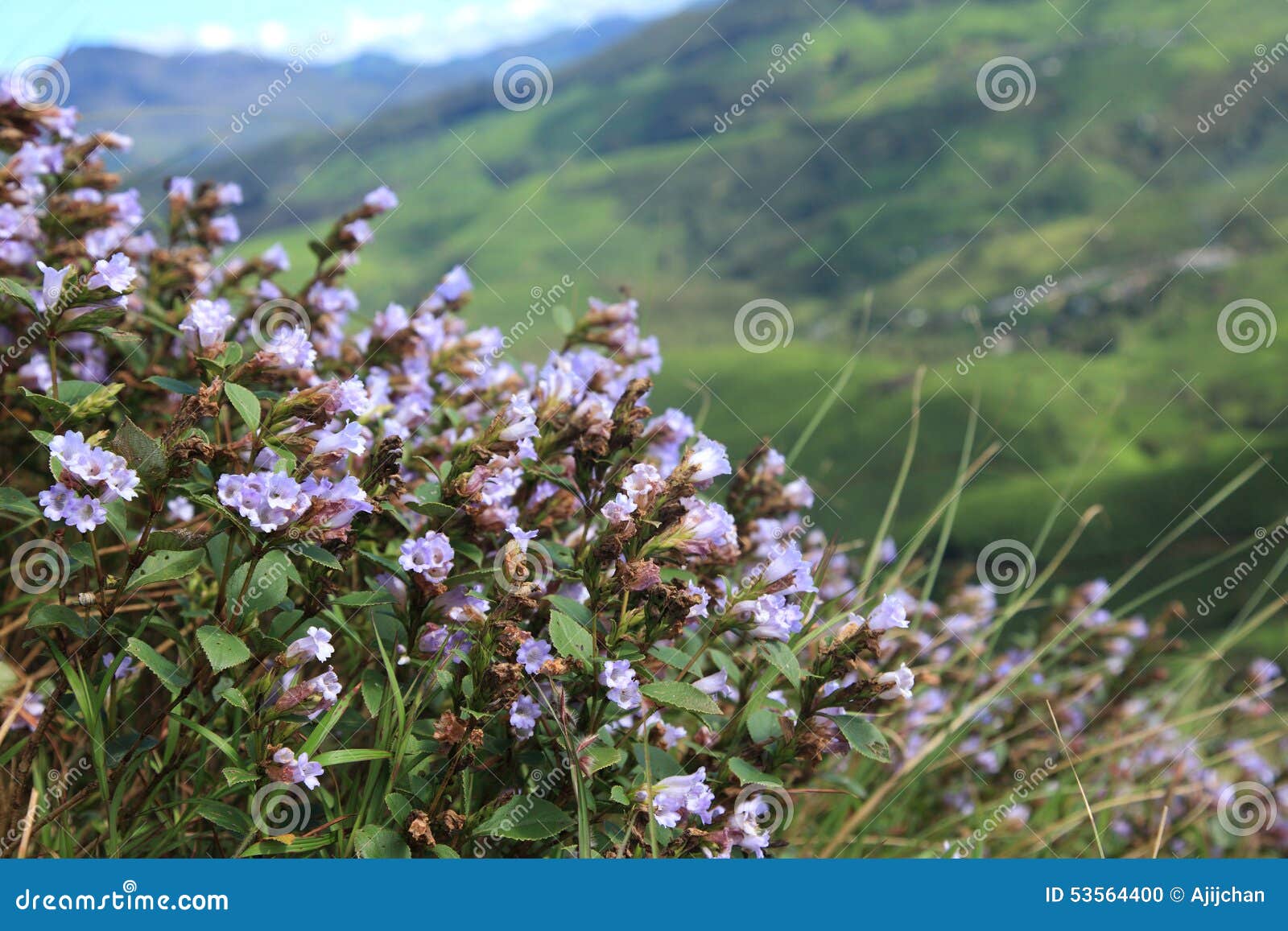 Strobilanthes stock photos