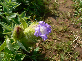 Strobilanthes sessilis var ritchei â eflora of india