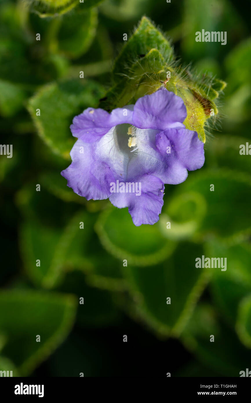 Strobilanthes flowers hi