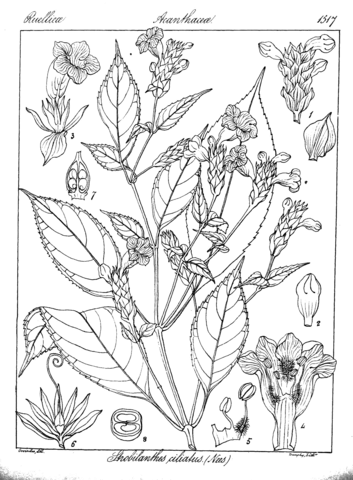 Strobilanthes ciliatus coloring page free printable coloring pages