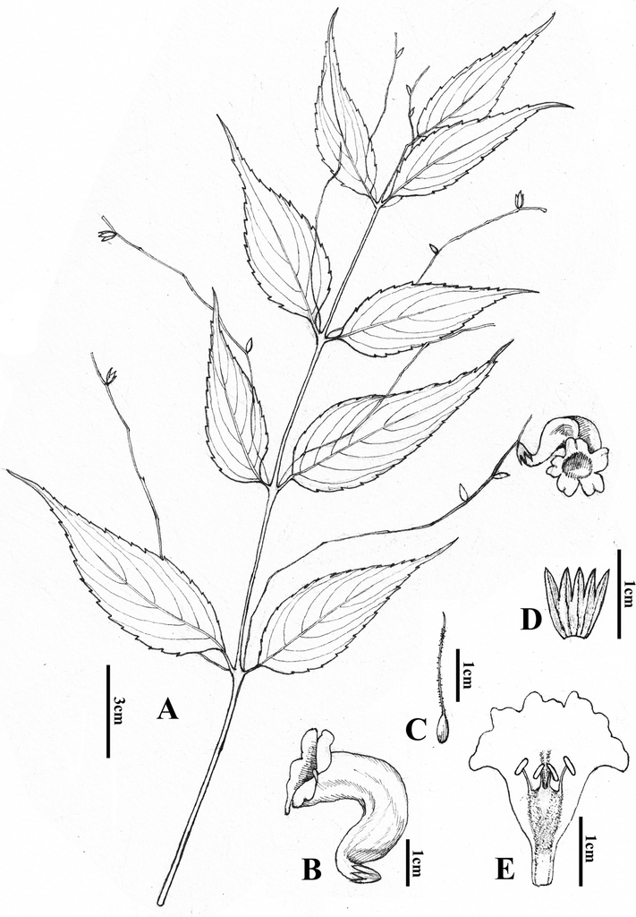 Strobilanthes sunhangii acanthaceae a new species from tibet china