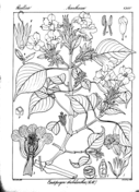 Strobilanthes sessilis coloring page free printable coloring pages