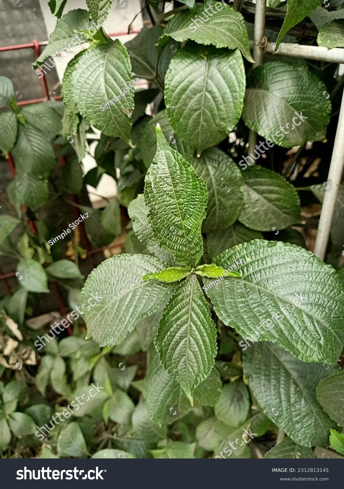 Strobilanthes images stock photos d objects vectors