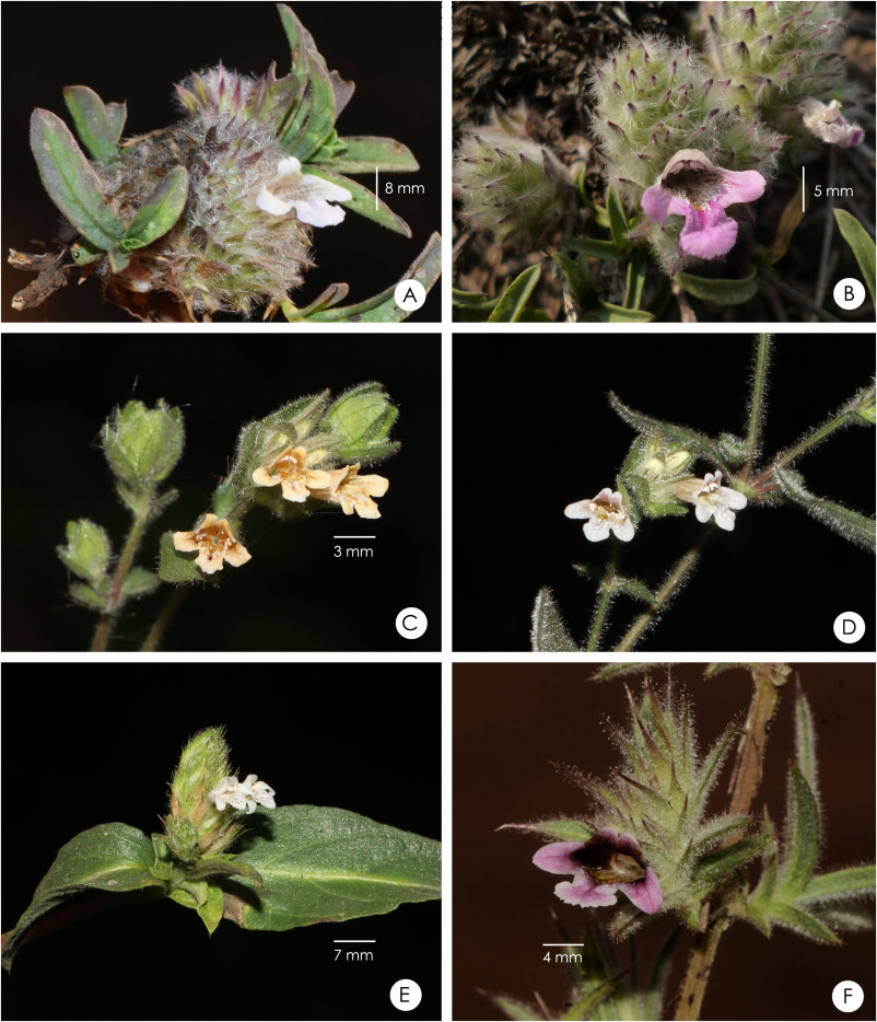 A synopsis of the genus lepidagathis acanthaceae in india new taxa and notes on dalzells species