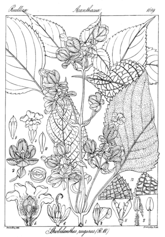 Strobilanthes rugosus coloring page free printable coloring pages