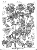 Strobilanthes sessilis coloring page free printable coloring pages