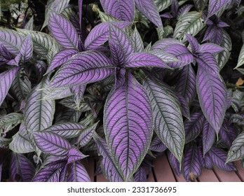 Strobilanthes images stock photos d objects vectors