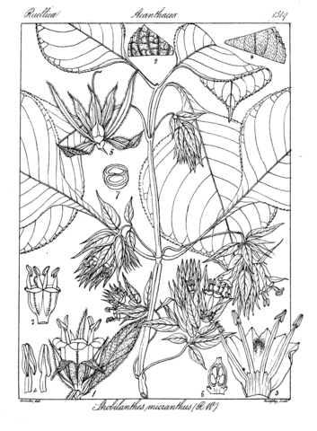 Strobilanthes micranthus coloring page free printable coloring pages