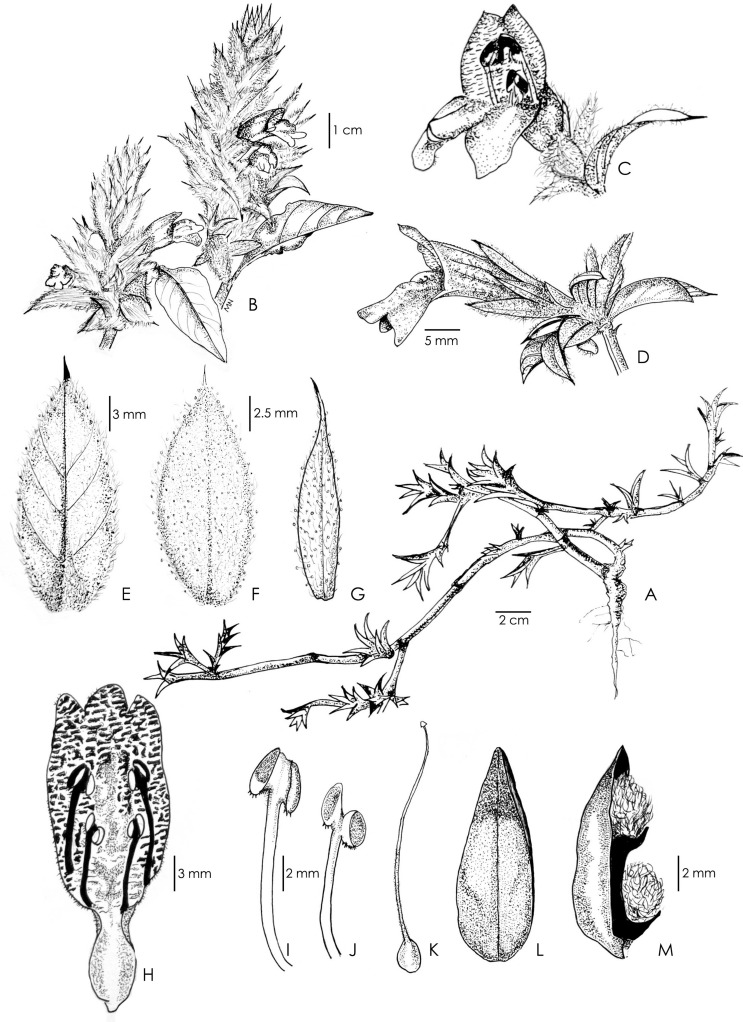 A synopsis of the genus lepidagathis acanthaceae in india new taxa and notes on dalzells species