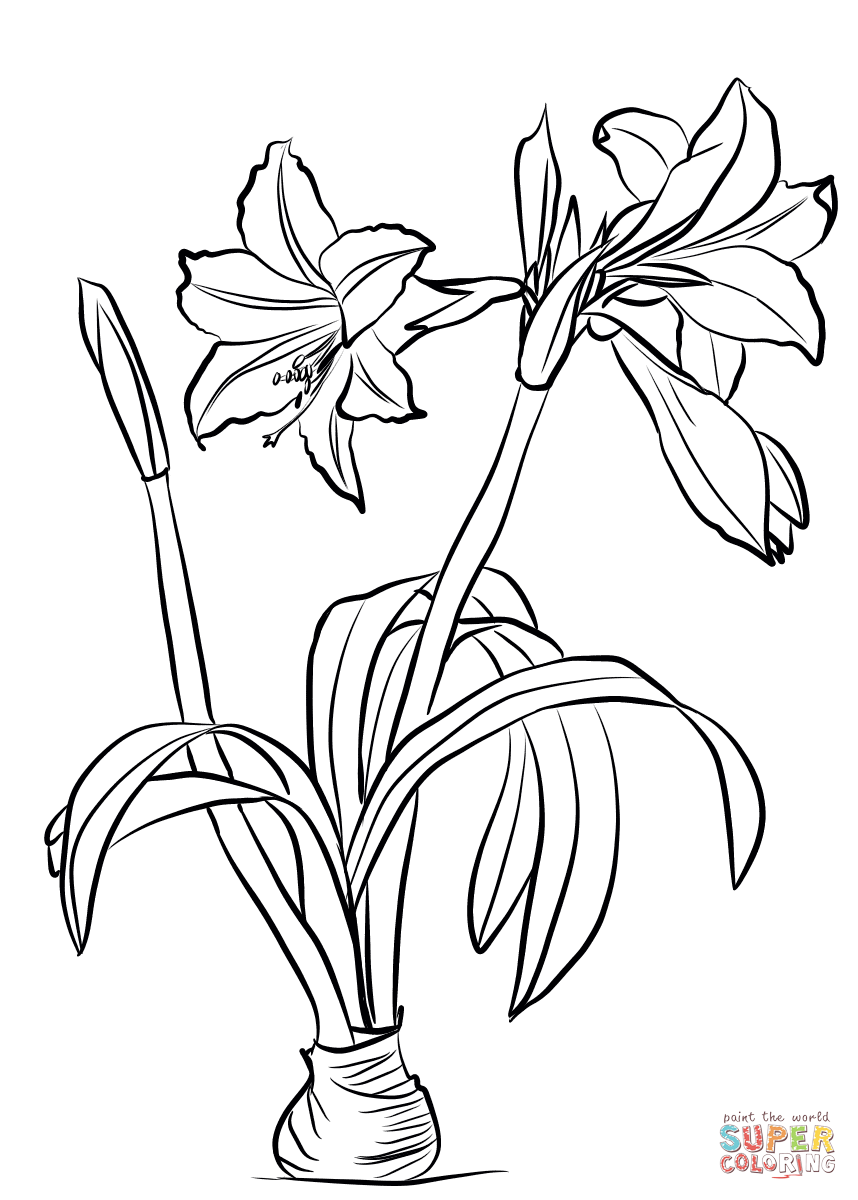 Amaryllis brasiliensis coloring page free printable coloring pages flower drawing flower drawing tutorials watercolor flower art