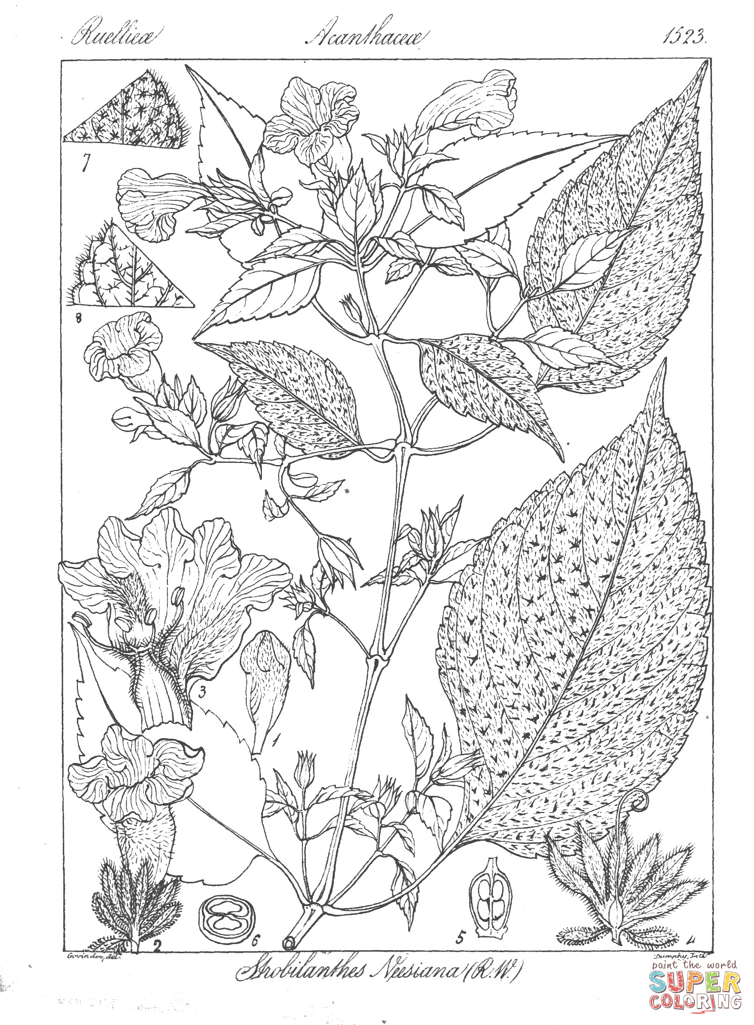 Strobilanthes neesiana coloring page free printable coloring pages