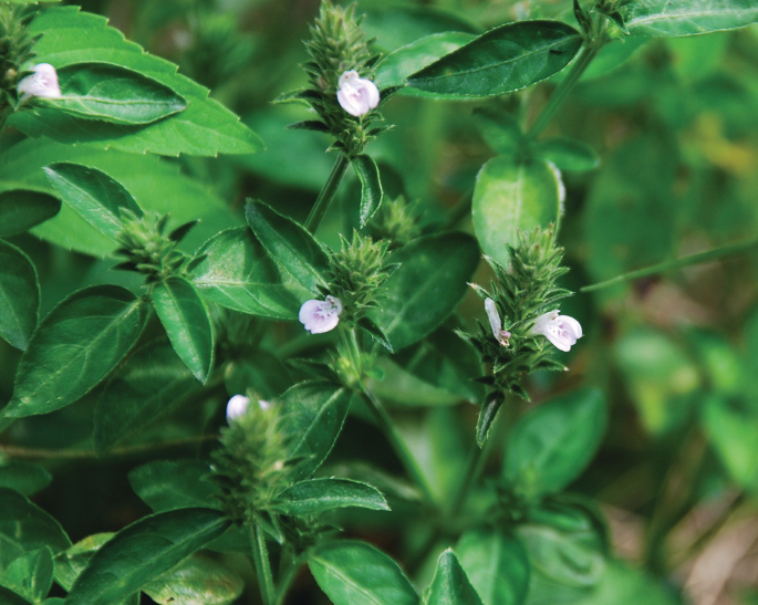 Medicinal angiosperms of pedaliaceae acanthaceae