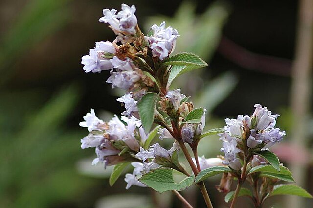 Strobilanthes kunthiana