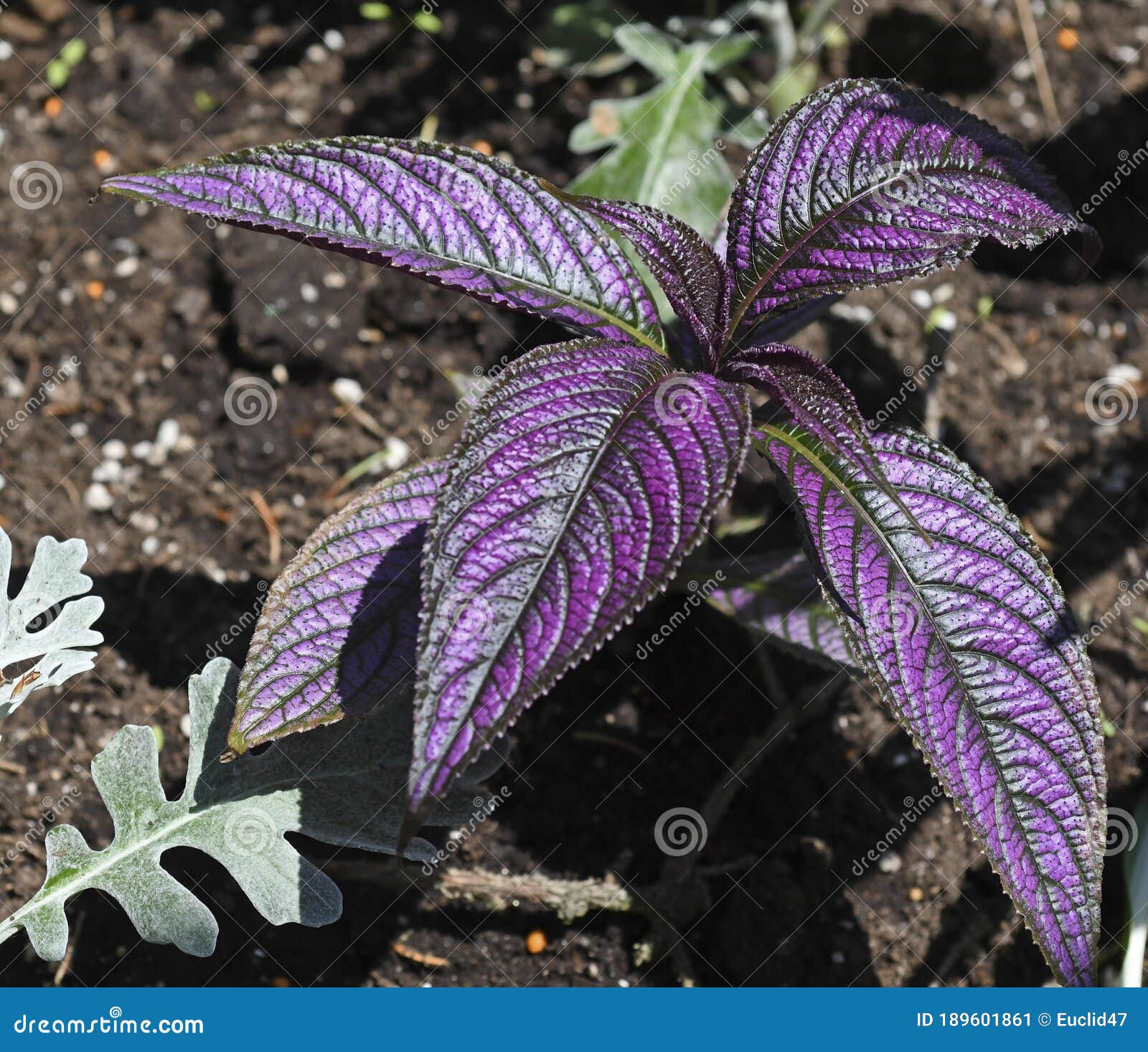 Strobilanthes stock photos