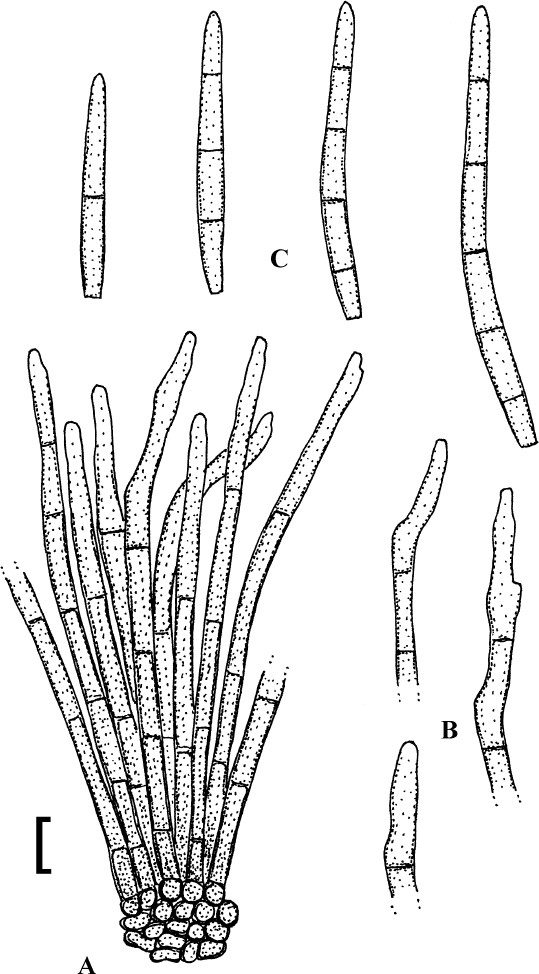 Cercosporoid fungi mycosphaerellaceae species on dicots acanthaceae to amaranthaceae ima fungus full text