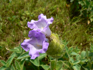 Strobilanthes sessilis var ritchei â eflora of india