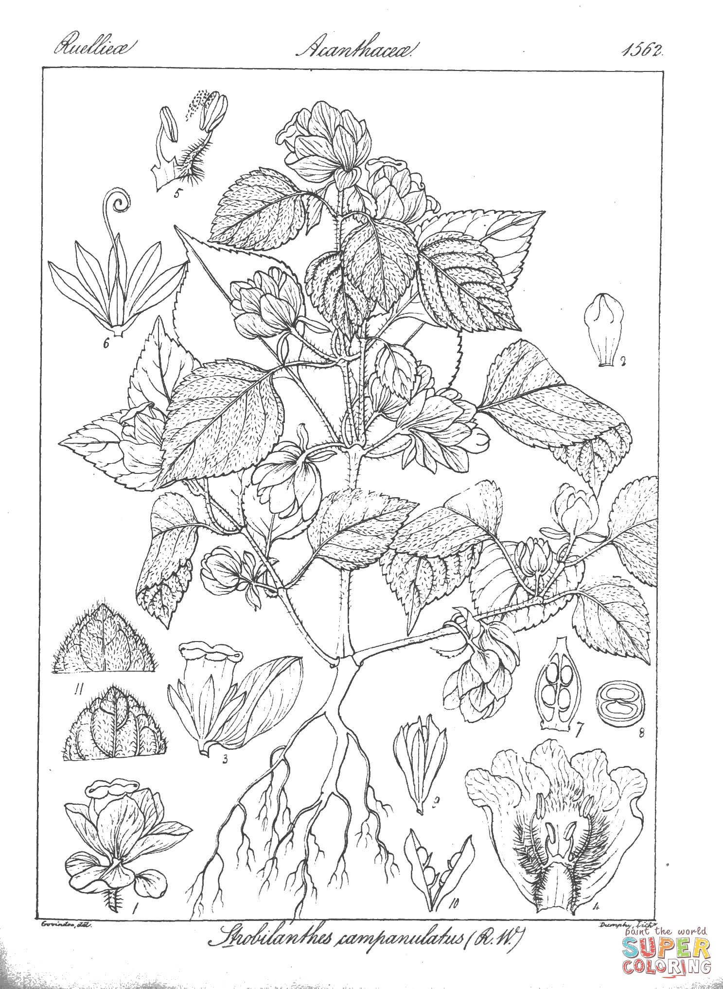 Strobilanthes campanulatus coloring page free printable coloring pages