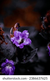 Strobilanthes images stock photos d objects vectors