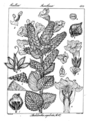 Strobilanthes sessilis coloring page free printable coloring pages