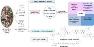 Effects of alternanthera sessilis red leaf extracts on hydrogen peroxide