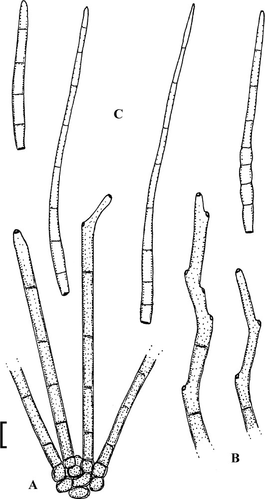 Cercosporoid fungi mycosphaerellaceae species on dicots acanthaceae to amaranthaceae ima fungus full text