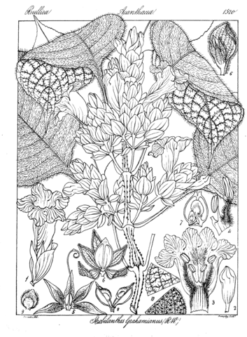 Strobilanthes grahamianus coloring page free printable coloring pages