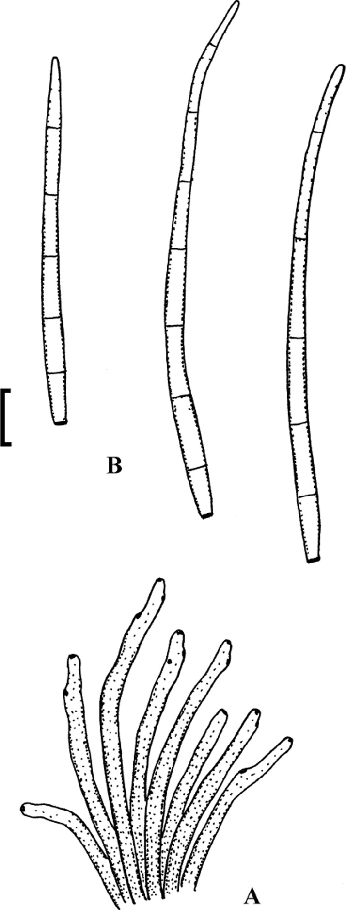 Cercosporoid fungi mycosphaerellaceae species on dicots acanthaceae to amaranthaceae