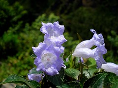 Ààààµààµàªàµààµàààµflowers of the wild malayalikkoottam ààààààààµààµààµàà