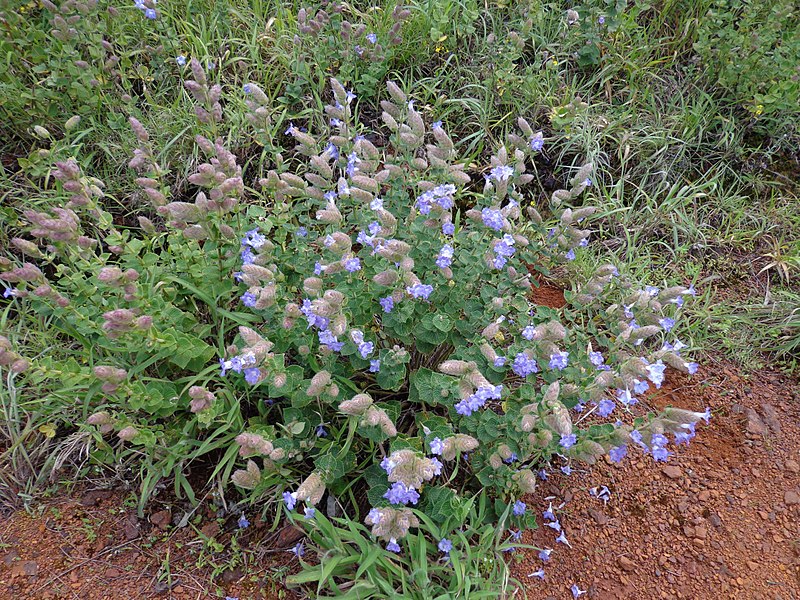 Strobilanthes sessilis