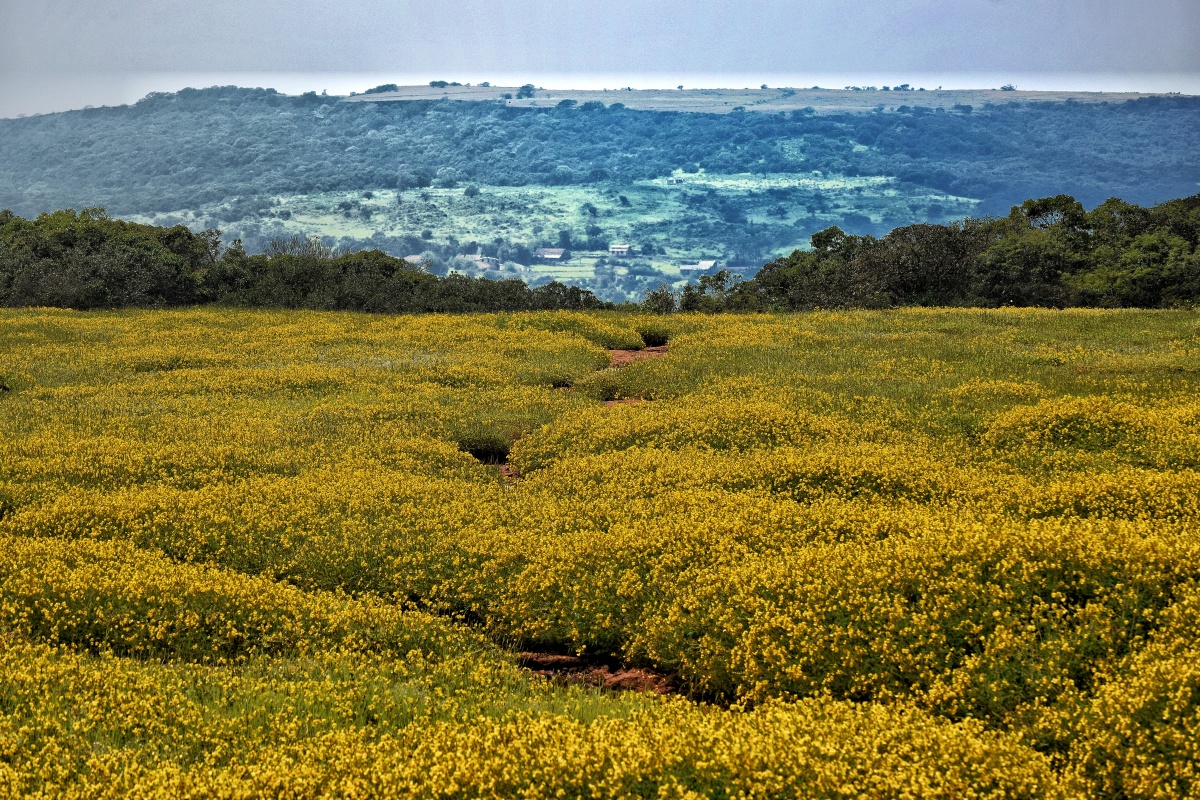 Why you should visit kaas pathar the plateau of flowers in satara maharashtra â astonishing india