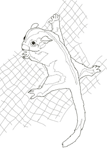 Sugar glider coloring page free printable coloring pages