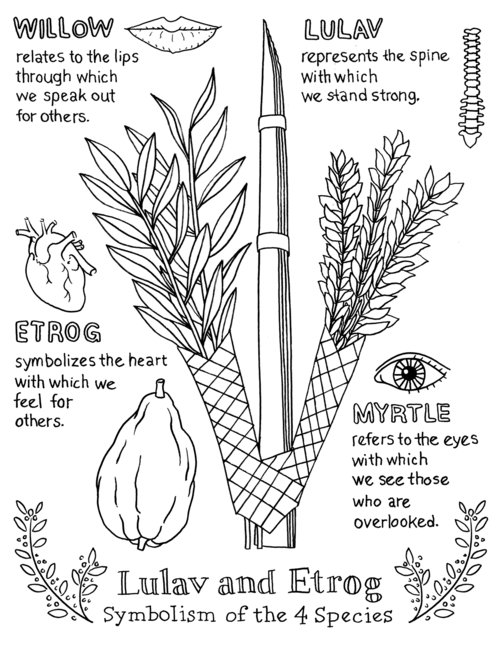 Sukkot coloring â gender desk