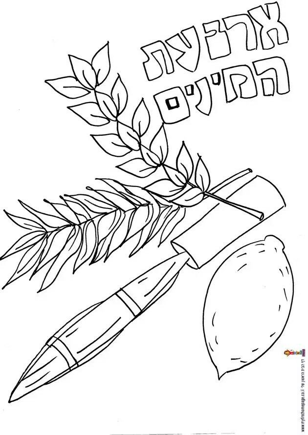 Pin by linda romano on guardado rãpido sukkot coloring pages preschool art projects