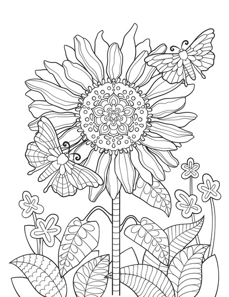 Adult coloring pages summer images stock photos d objects vectors