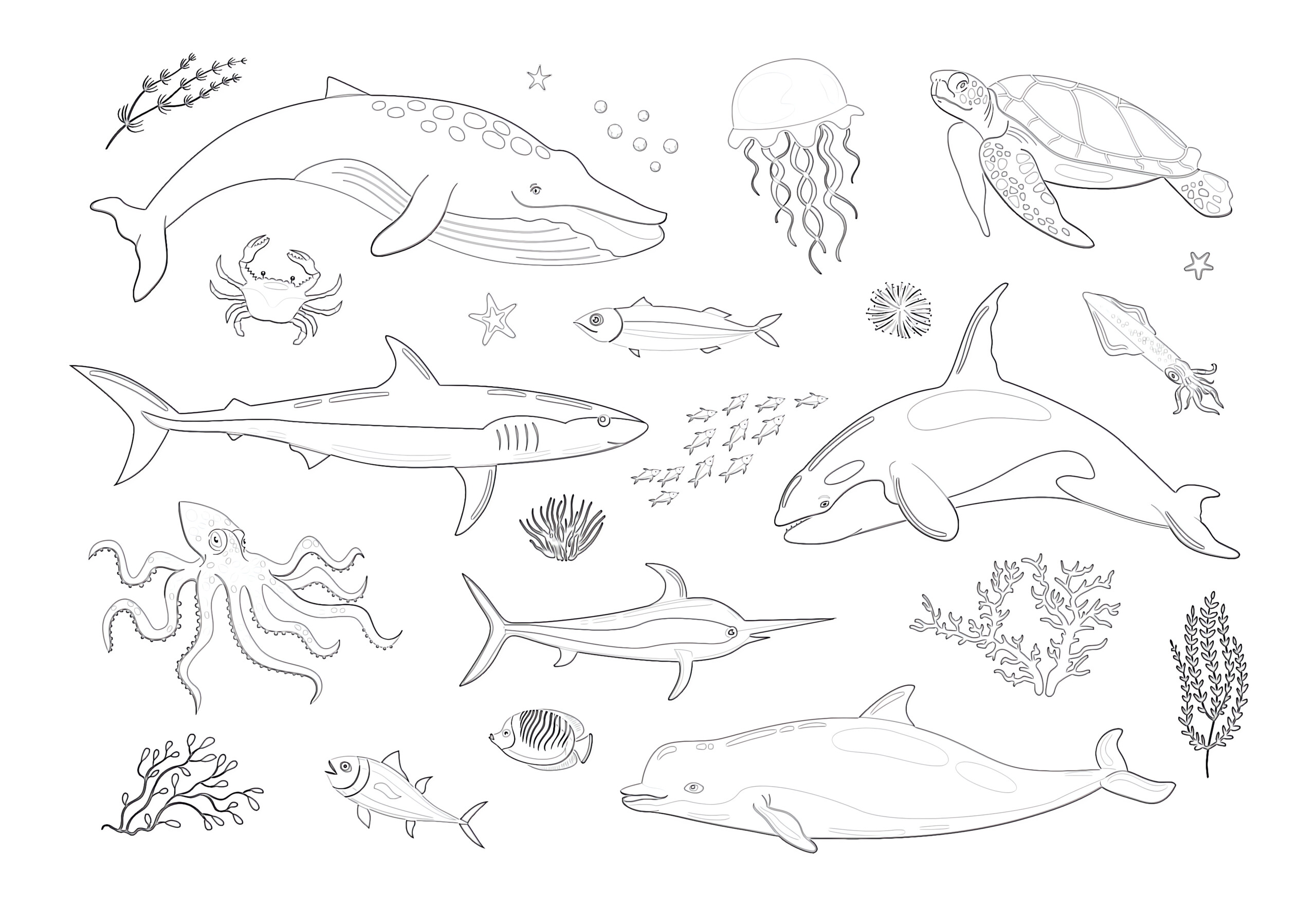 Various marine animals coloring page