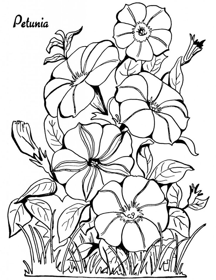 Flower coloring pages for adults