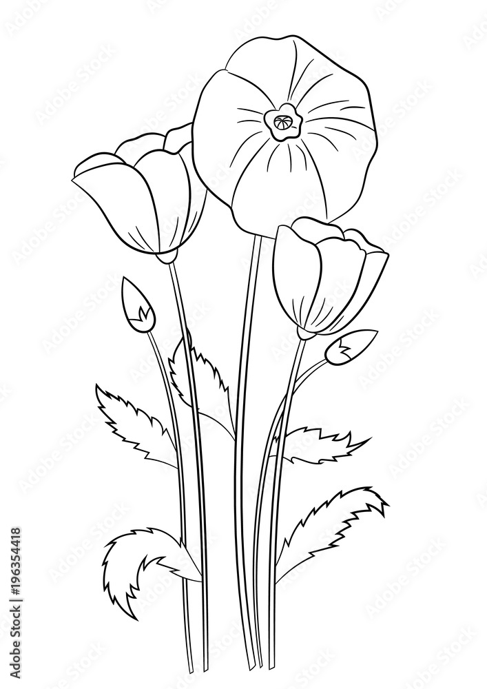 Summer flowers poppies coloring page book for children and adults hand drawn vector illustration vector