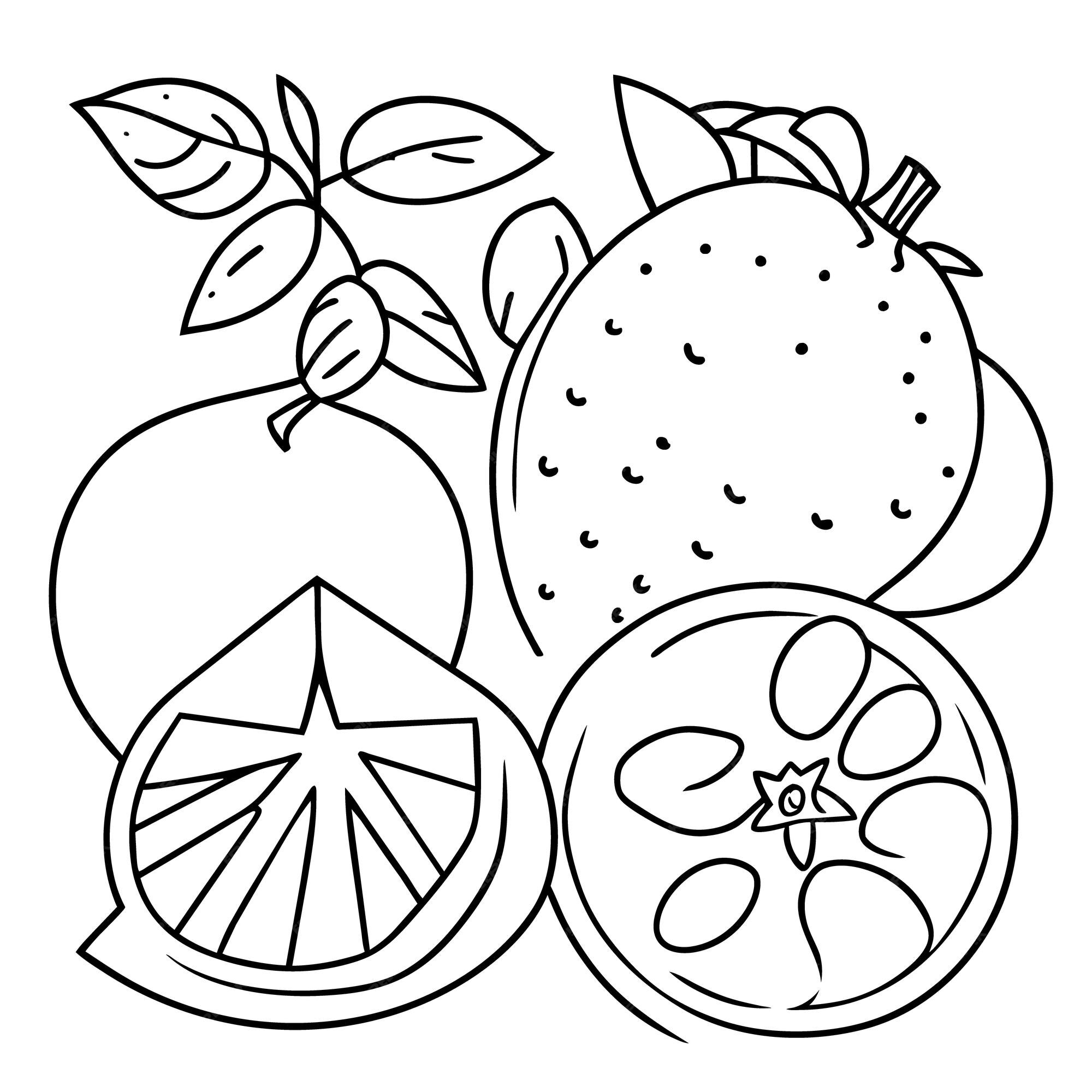 Premium vector various fruits collection for summer and coloring book page for kdp