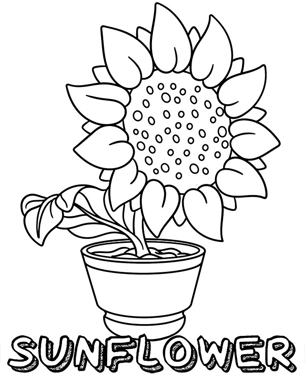 Sunflower coloring page to print find all flowers colorâ