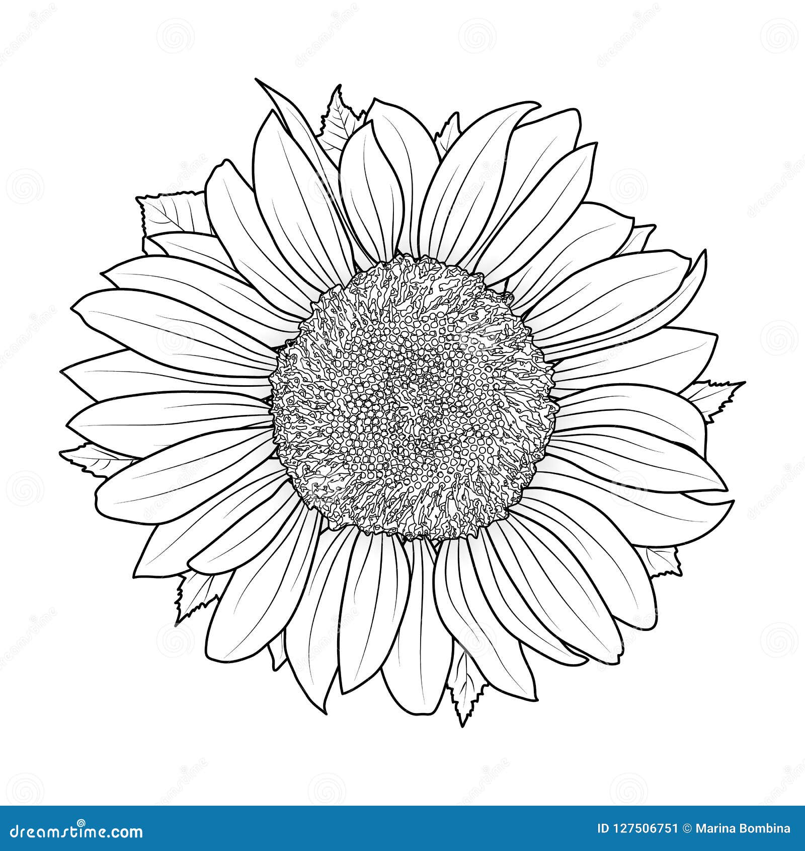 Sunflower coloring stock illustrations â sunflower coloring stock illustrations vectors clipart