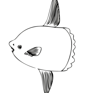 Sunfish coloring pages printable for free download