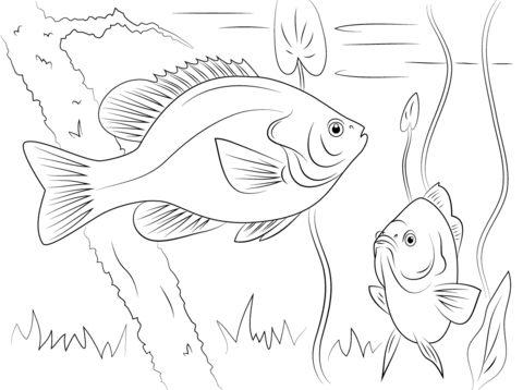 Redear sunfish coloring page free printable coloring pages