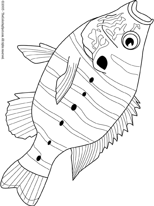 Sunfish coloring page audio stories for kids free coloring pages colouring printables